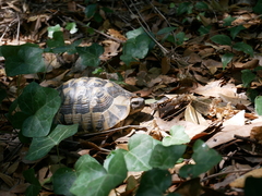 Testudo hermanni boettgeri