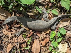 Varanus salvator andamanensis