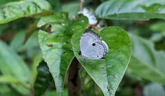 Neopithecops zalmora