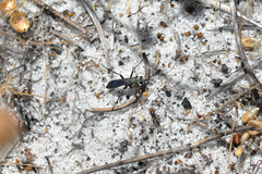 Turneromyia