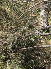 Leptospermum myrtifolium