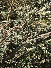 Leptospermum myrtifolium