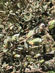 Leptospermum myrtifolium