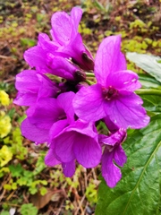 Cardamine pentaphyllos