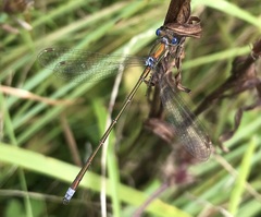 Lestes virens vestalis