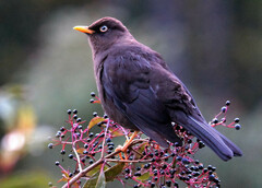 Turdus nigrescens