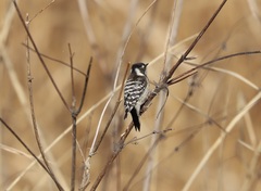 Yungipicus kizuki nippon