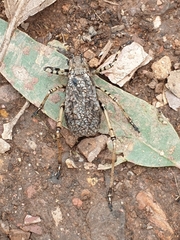 Acripeza reticulata