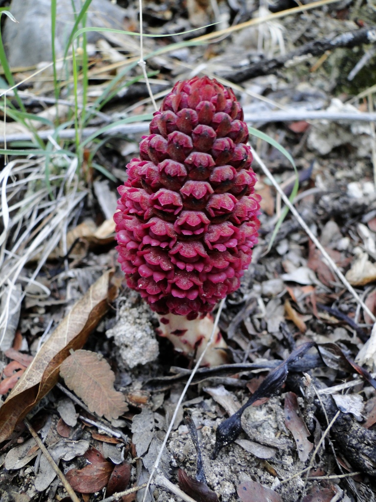 Bdallophytum oxylepis