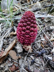 Bdallophytum oxylepis