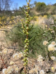 Gyrostemon australasicus