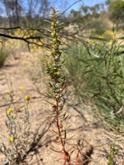 Gyrostemon australasicus