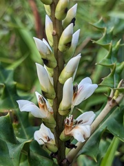 Acanthus ebracteatus