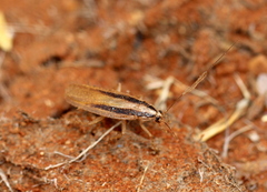 Blattodea