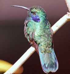 Colibri cyanotus