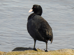 Fulica atra atra