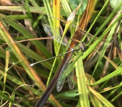 Lestes virens vestalis