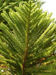 Eutacta