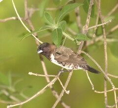 Spermestes cucullata scutata