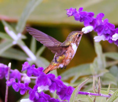 Selasphorus scintilla