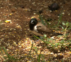 Spermestes cucullata scutata