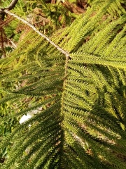 Eutacta