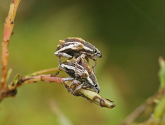 Iptergonus bifurcatus