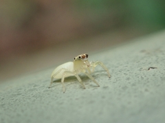 Epocilla