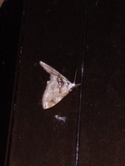 Trichophysetis cretacea