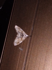 Trichophysetis cretacea