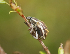 Iptergonus bifurcatus