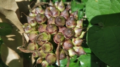 Hoya