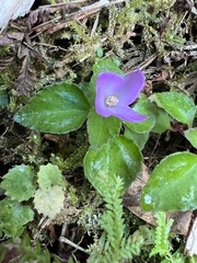 Sarcopyramis napalensis delicata