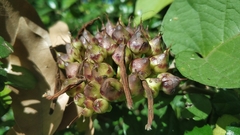 Hoya