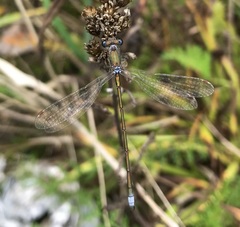 Lestes virens vestalis