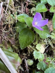 Sarcopyramis napalensis delicata