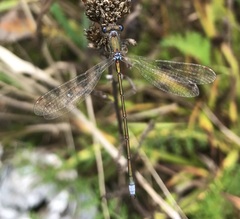 Lestes virens vestalis