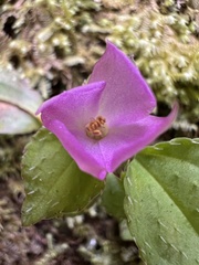 Sarcopyramis napalensis delicata