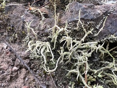 Cladonia scabriuscula