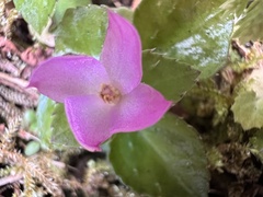 Sarcopyramis napalensis delicata
