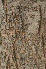 Hymenaea