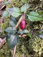 Tripterospermum luzonense