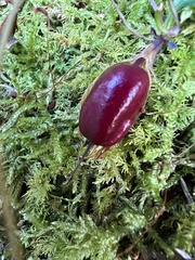 Tripterospermum luzonense