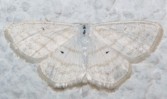 Scopula caricaria