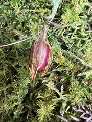 Tripterospermum luzonense