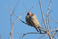 Amadina erythrocephala