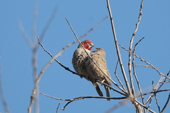 Amadina erythrocephala