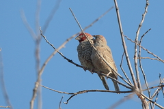Amadina erythrocephala