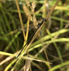 Lestes virens vestalis