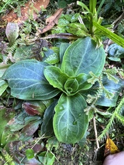 Swertia shintenensis